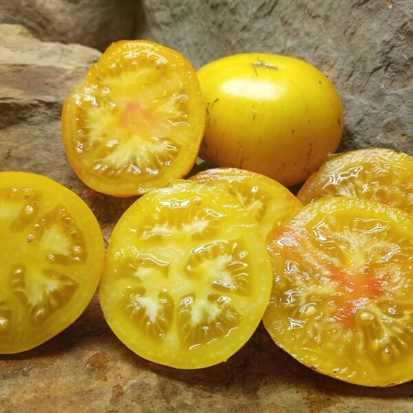 YELLOW BOAR BICOLORED TOMATOES