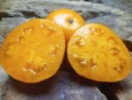YELLOW BRANDYWINE INDETERMINATE TOMATOES