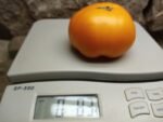 Yellow Brandywine Tomatoes