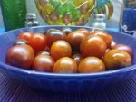jackie bicolored tomatoes