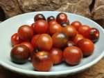 jackie indeterminate tomato