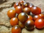 jackie new tomato