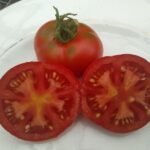 Alpine Tomato