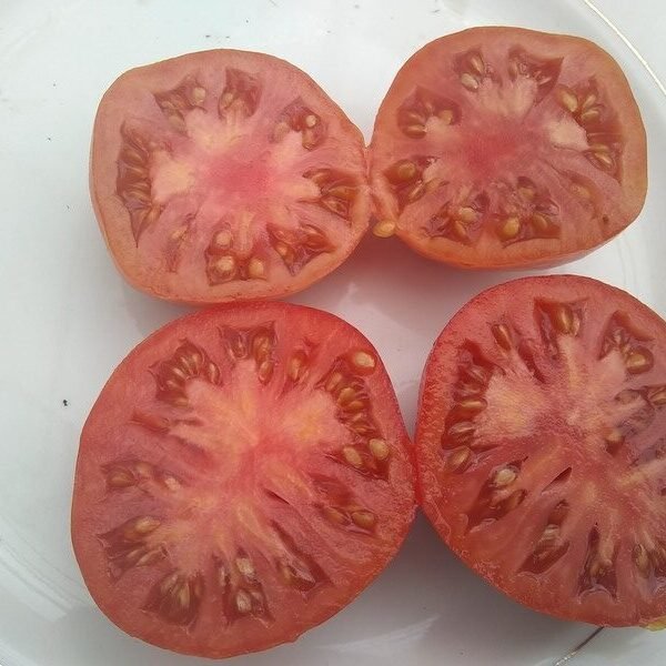 ASONTE SLICING TOMATO