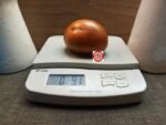 Dwarf Andy's Forty Tomato - Image 4