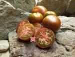 Dwarf Andy's Forty Tomato - Image 2