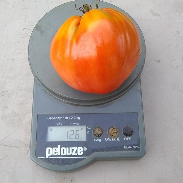 Belarusian Heart Tomato