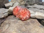 Bear Claw Tomato Slicing Tomatoes