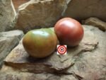 Bear Creek Tomato Seeds