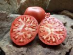 Beefsteak Tomato Brandywine From Croatia Tomato