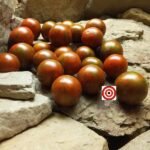 Black Striped Cherry Tomato