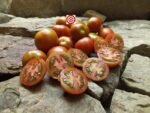 Bundaberg Rumball Dwarf Tomato - Image 2