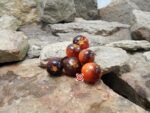 Blue Ambrosia Tomato