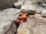 Blue Ambrosia Tomato Seeds