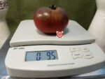 Blue Ridge Black Tomato