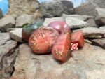 Blue Ridge Black Tomato Beefsteak Tomatoes