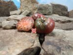 Blue Ridge Black Tomato Millard Murdock Tomatoes
