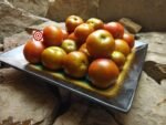 Bundaberg Rumball Dwarf Tomato