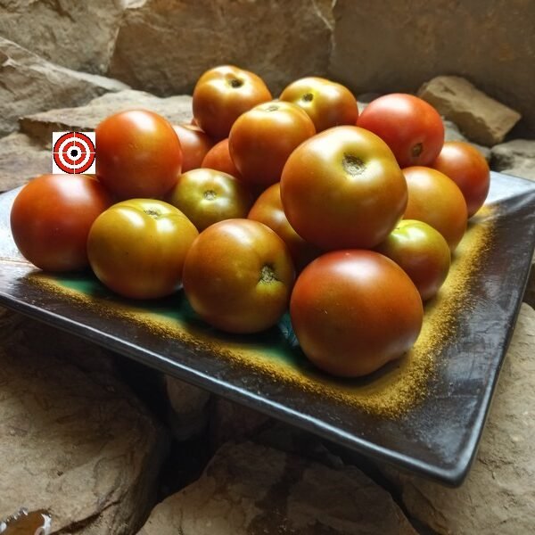 Bundaberg Rumball Dwarf Tomato