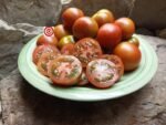 Bundaberg Rumball Dwarf Tomato - Image 4
