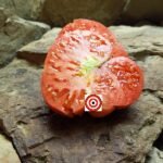 CW Leonis Tomato Seeds