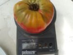 CW Leonis Tomato