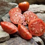 Cascara Rendidora Tomato