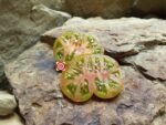 Crimson Sockeye Dwarf Tomato