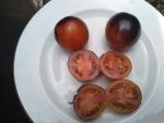 DARK TIGER BICOLORED STRIPED TOMATO