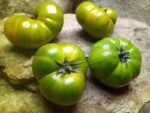 DELTA MOSS DWARF BICOLORED BEEFSTAEK TOMATO