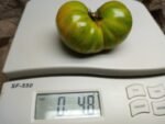 DELTA MOSS DWARF GREEN TOMATO