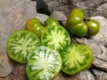 DELTA MOSS DWARF SLICING TOMATO