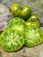 DELTA MOSS DWARF TOMATO