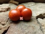 Danko Tomato Seeds
