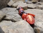 Dark Tiger Tomato Elongated Tomatoes