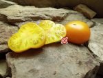 Dirty Little Chicken Slicing Tomato