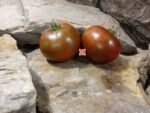 Dwarf Andy's Forty Tomato - Image 8