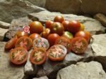 Bundaberg Rumball Dwarf Tomato - Image 5