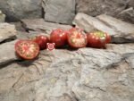 Dwarf Crimson Sockeye Tomato Seeds.