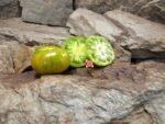 Dwarf Delta Moss Dwarf Tomato.