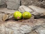 Dwarf Delta Moss Tomato.