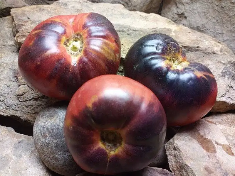 Antho Tomato Sgt Pepper Tomato Seeds Available Here.