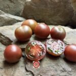 Velvet Night Dwarf Tomato