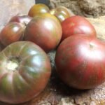 ADELAIDE FESTIVAL DWARF TOP 10 TOMATOES