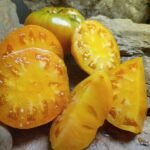 APRICOT BRANDYWINE POTATO LEAF TOMATOES
