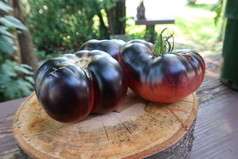 Black beauty Tomato-Bounty Hunter Seeds-Heirloom Tomato Seeds