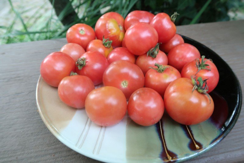 Brandywine Cherry Tomato