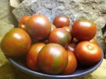 BUDDY'S BOUNTIFUL INDETERMINATE TOMATOES