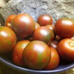 BUDDY'S BOUNTIFUL INDETERMINATE TOMATOES