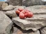 Brandywine Cherry Tomato Productive Tomatoes